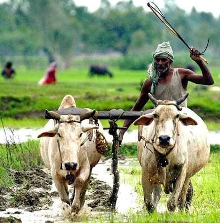 Farmer guiding oxen while plowing agricultural land